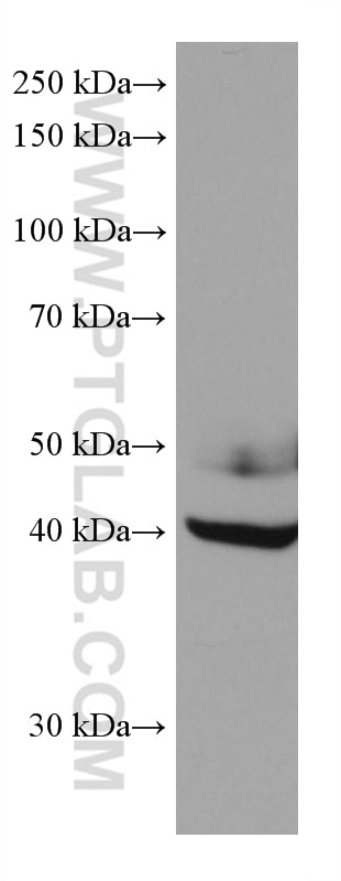 WB analysis of A549 using 67983-1-Ig