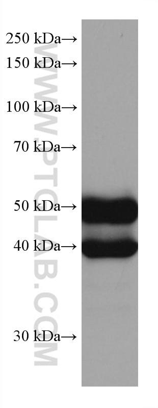 Western Blot (WB) analysis of HeLa cells using NFIX Monoclonal antibody (67983-1-Ig)