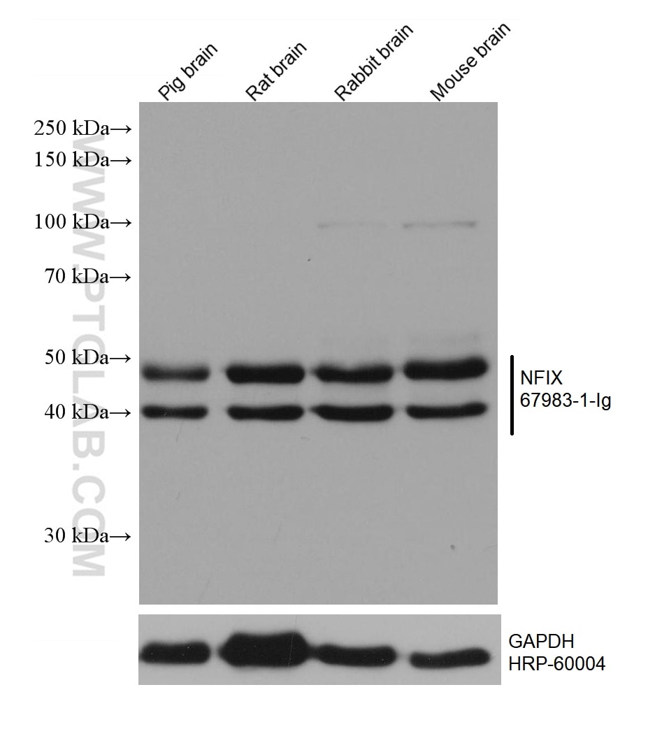 Western Blot (WB) analysis of various lysates using NFIX Monoclonal antibody (67983-1-Ig)