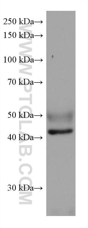 Western Blot (WB) analysis of rat testis tissue using NFIX Monoclonal antibody (67983-1-Ig)