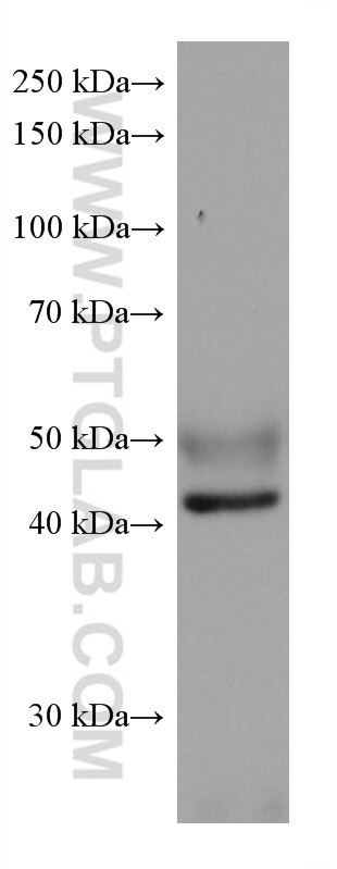 Western Blot (WB) analysis of rat testis tissue using NFIX Monoclonal antibody (67983-1-Ig)