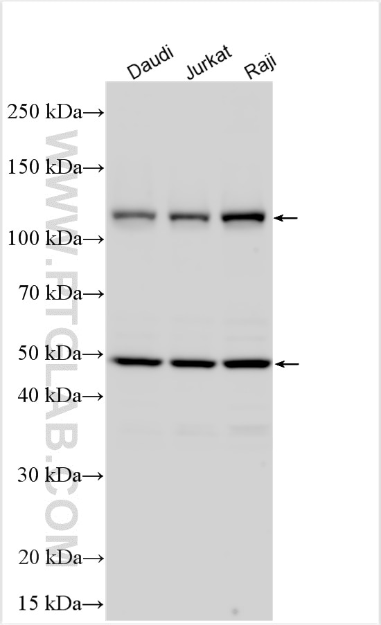 Western Blot (WB) analysis of various lysates using NFKB1,p105,p50-Specific Polyclonal antibody (15506-1-AP)