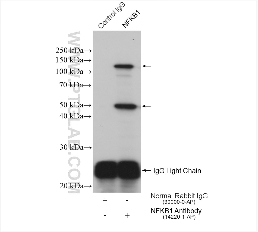 Immunoprecipitation (IP) experiment of Jurkat cells using NFKB1,p105,p50 Polyclonal antibody (14220-1-AP)