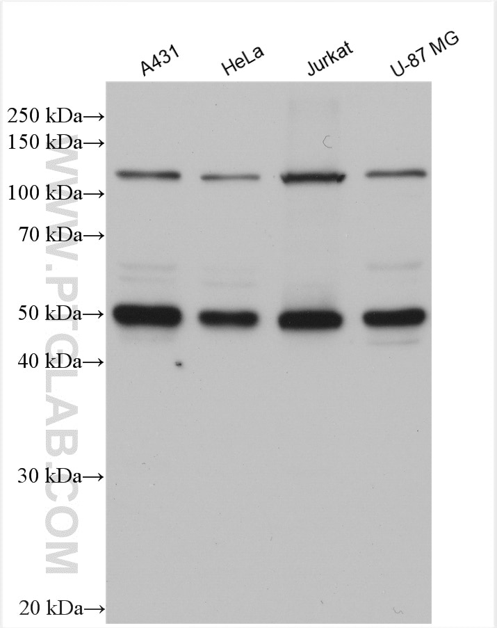 Western Blot (WB) analysis of various lysates using NFKB1,p105,p50 Polyclonal antibody (14220-1-AP)