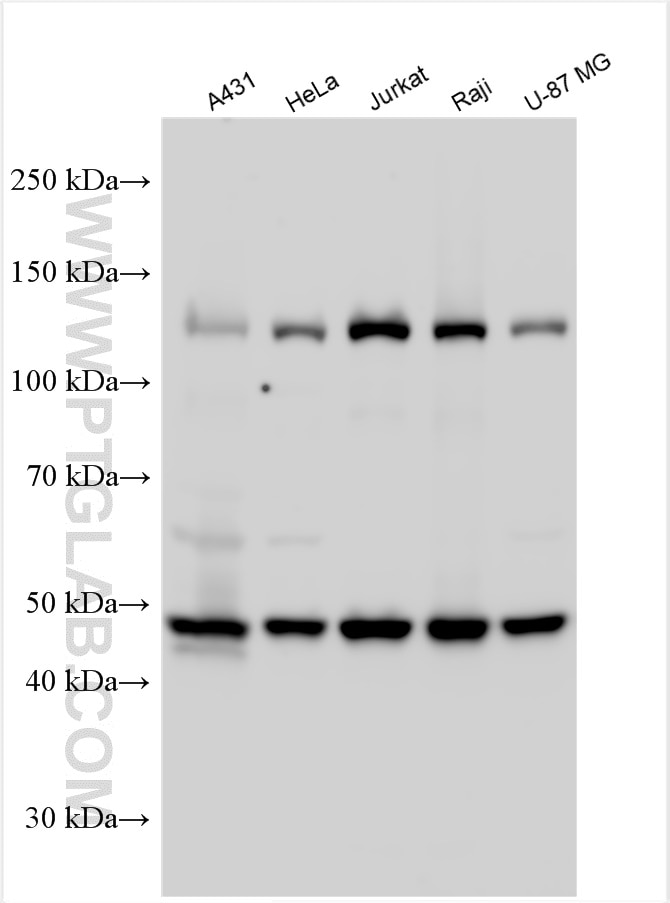 Western Blot (WB) analysis of various lysates using NFKB1,p105,p50 Polyclonal antibody (14220-1-AP)