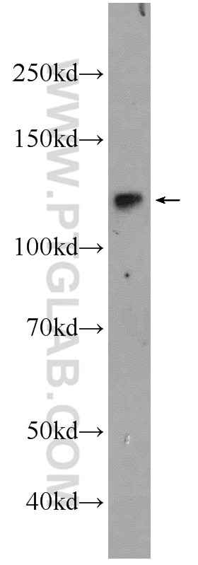 Western Blot (WB) analysis of SH-SY5Y cells using NFKB1,p105 Polyclonal antibody (23576-1-AP)