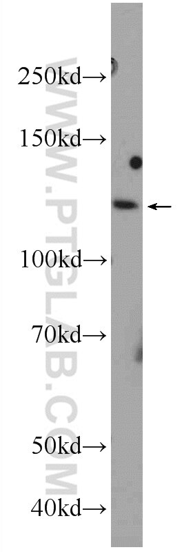 Western Blot (WB) analysis of Raji cells using NFKB1,p105 Polyclonal antibody (23576-1-AP)