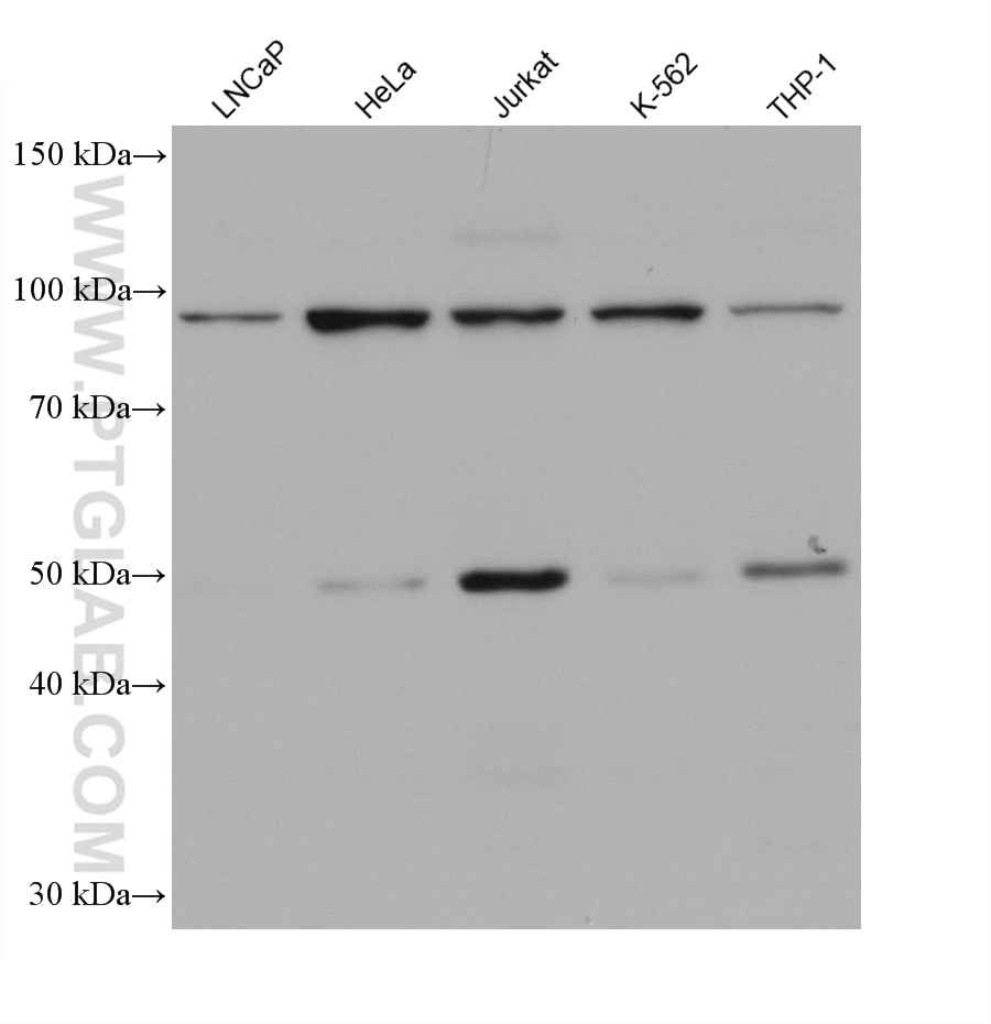 Western Blot (WB) analysis of various lysates using NFKB1,p105,p50 Monoclonal antibody (66992-1-Ig)