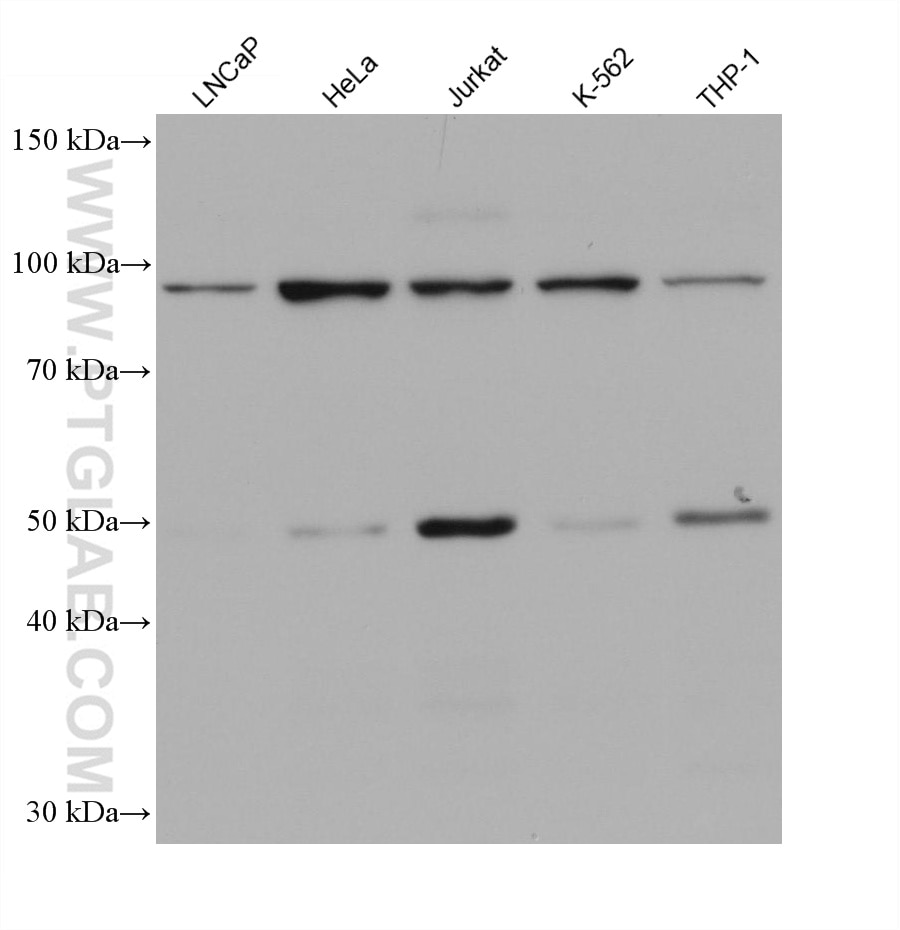 WB analysis using 66992-1-Ig