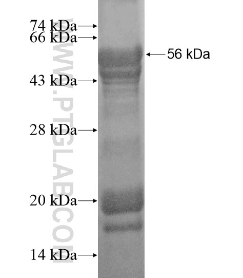 NFKB1 fusion protein Ag20297 SDS-PAGE