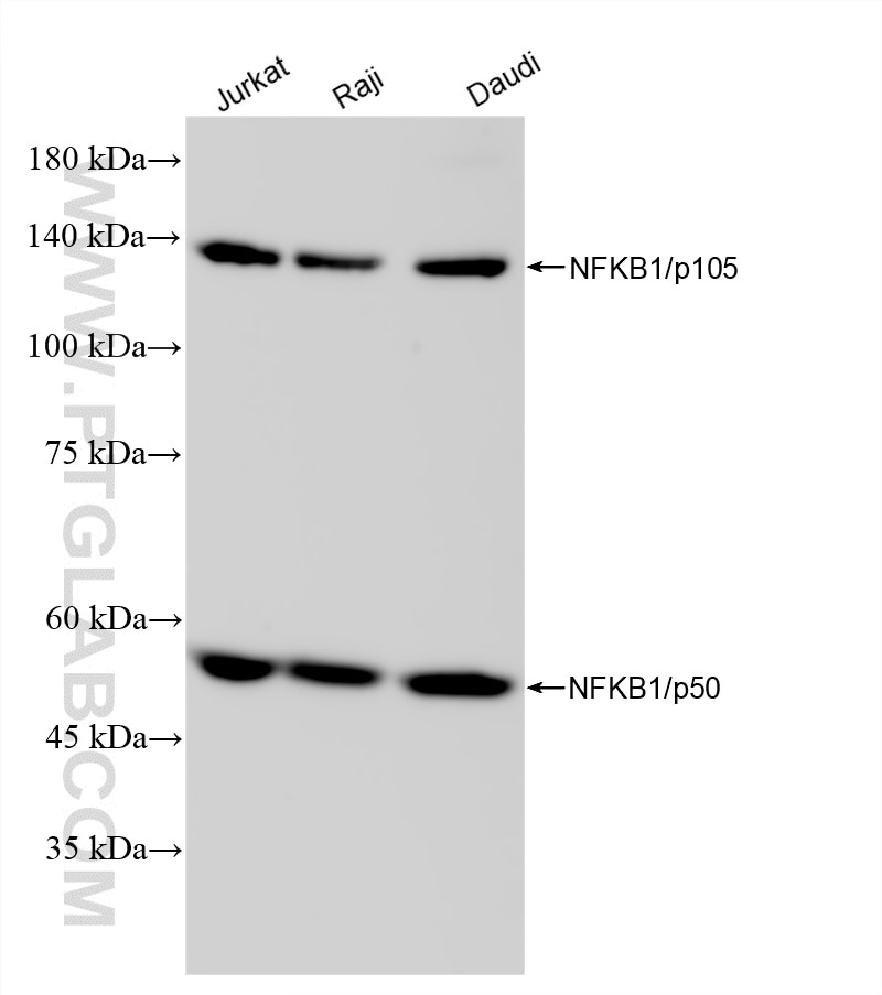 Western Blot (WB) analysis of various lysates using NFKB1 p105/p50-Specific Recombinant monoclonal ant (81261-2-RR)