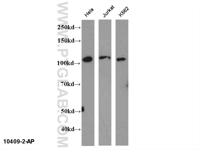 Western Blot (WB) analysis of multi-cells using NFKB2 Polyclonal antibody (10409-2-AP)