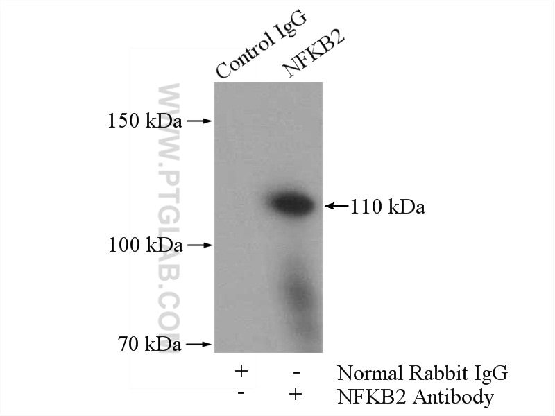 Immunoprecipitation (IP) experiment of K-562 cells using NFKB2 Polyclonal antibody (10409-2-AP)