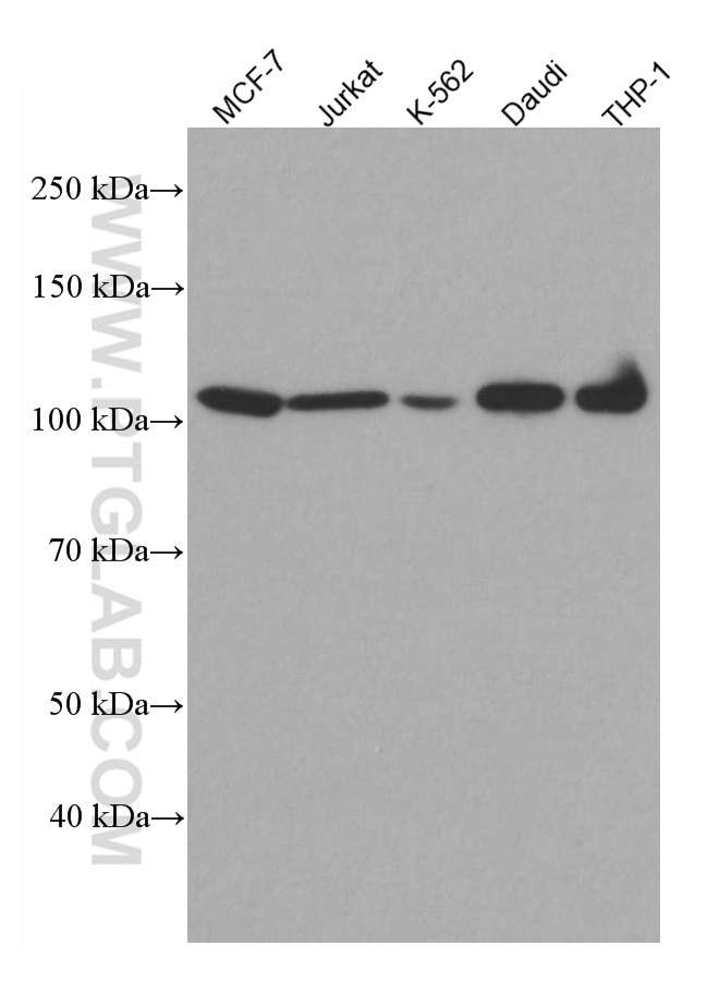 Western Blot (WB) analysis of various lysates using NFKB2 Monoclonal antibody (66920-1-Ig)
