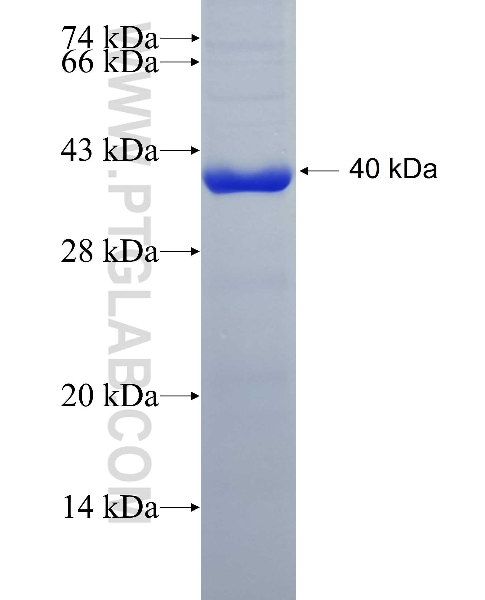 NFKB2 fusion protein Ag28543 SDS-PAGE