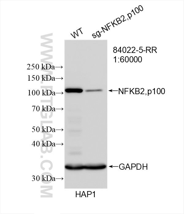 Western Blot (WB) analysis of HAP1 cells using NFKB2,p100 Recombinant antibody (84022-5-RR)