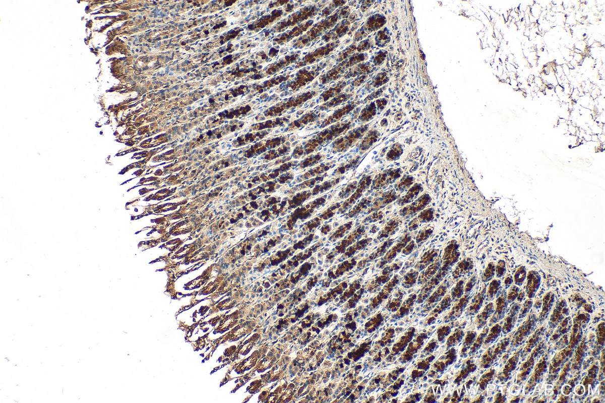 Immunohistochemistry (IHC) staining of rat stomach tissue using IkB Alpha Polyclonal antibody (10268-1-AP)
