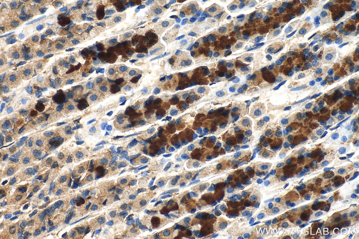 Immunohistochemistry (IHC) staining of rat stomach tissue using IkB Alpha Polyclonal antibody (10268-1-AP)