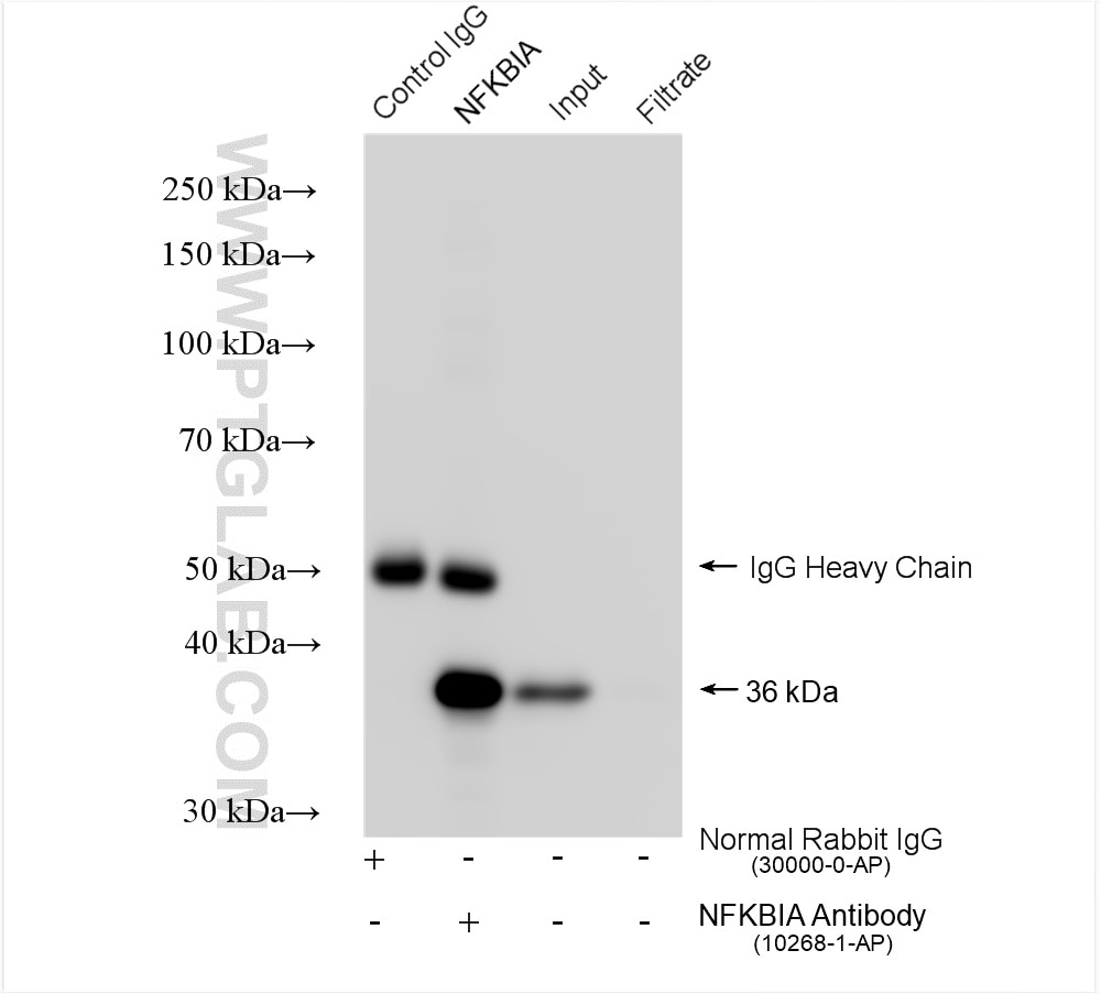 Immunoprecipitation (IP) experiment of HeLa cells using IkB Alpha Polyclonal antibody (10268-1-AP)