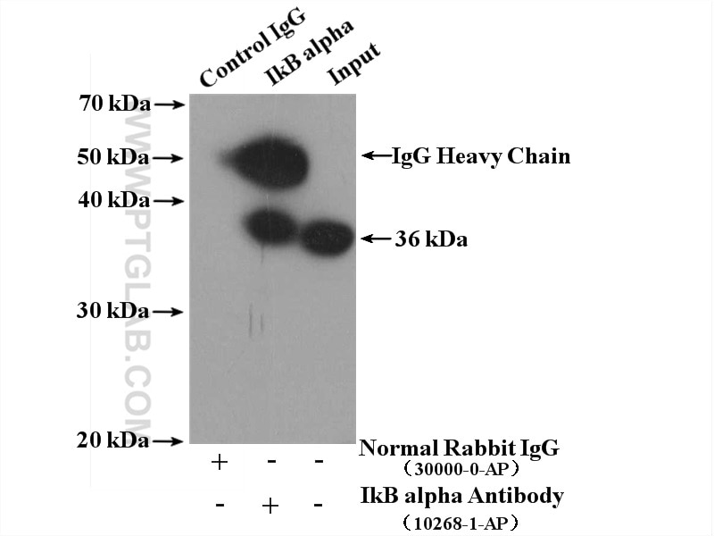 Immunoprecipitation (IP) experiment of HeLa cells using IkB Alpha Polyclonal antibody (10268-1-AP)