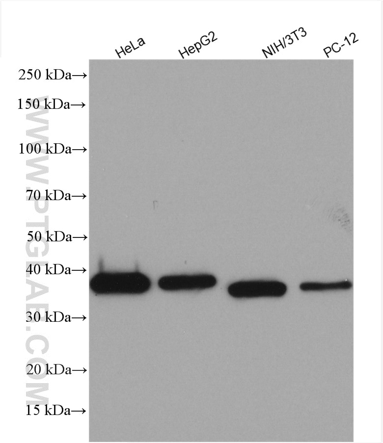 Western Blot (WB) analysis of various lysates using IkB Alpha Polyclonal antibody (10268-1-AP)