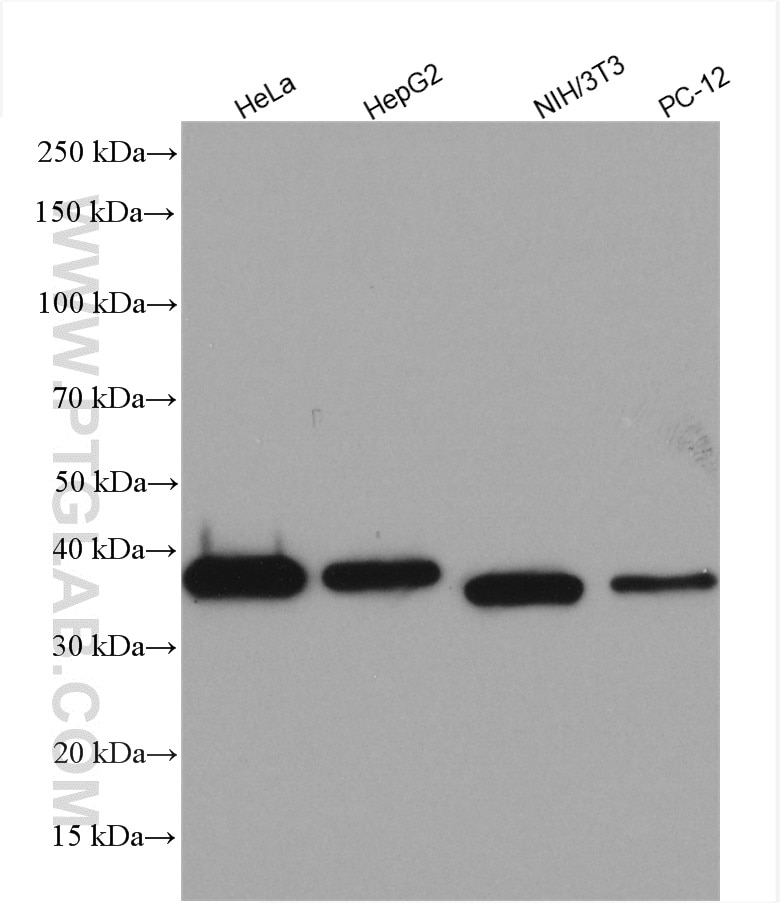 WB analysis using 10268-1-AP