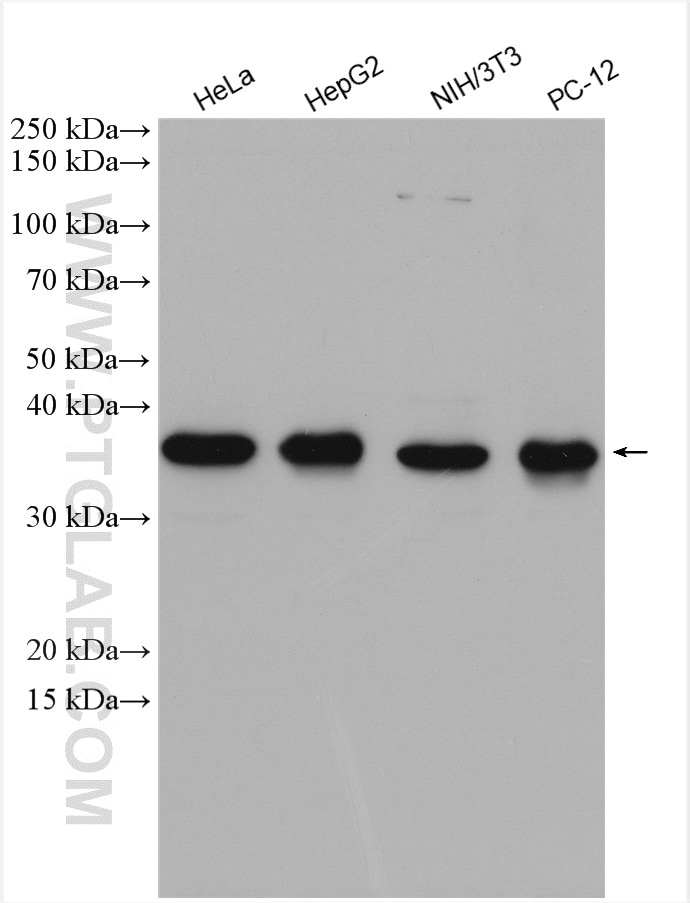 Western Blot (WB) analysis of various lysates using IkB Alpha Polyclonal antibody (10268-1-AP)