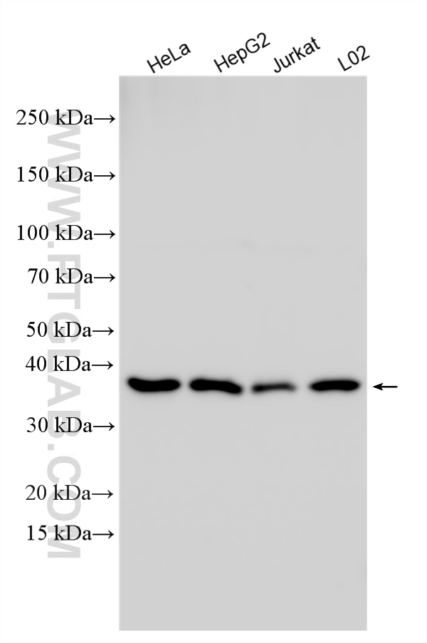 Various lysates were subjected to SDS PAGE followed by western blot with 10268-1-AP (IkB Alpha antibody) at dilution of 1:40000 incubated at room temperature for 1.5 hours. Western Blot (WB) analysis of various lysates using IkB Alpha Polyclonal antibody (10268-1-AP)