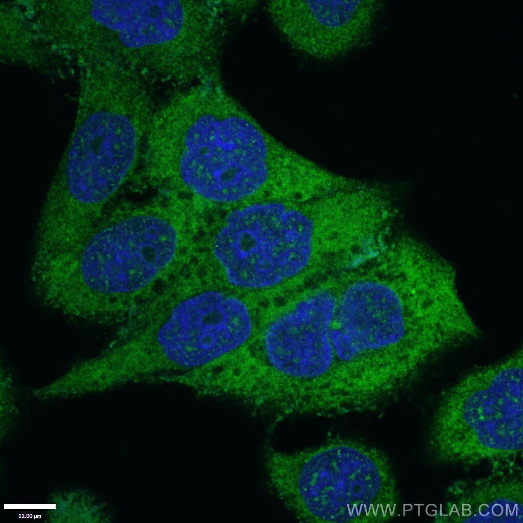 IF Staining of HeLa using 18220-1-AP