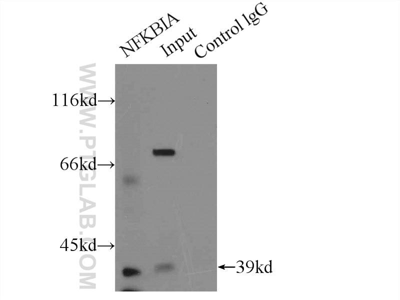 Immunoprecipitation (IP) experiment of HeLa cells using IkB Alpha Polyclonal antibody (18220-1-AP)