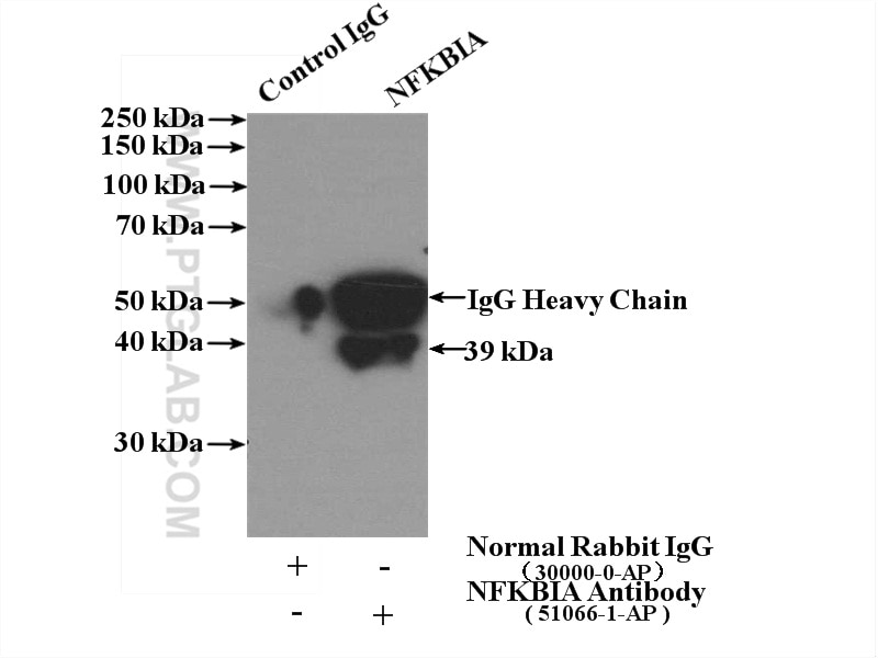 Immunoprecipitation (IP) experiment of HeLa cells using IkB Alpha Polyclonal antibody (51066-1-AP)