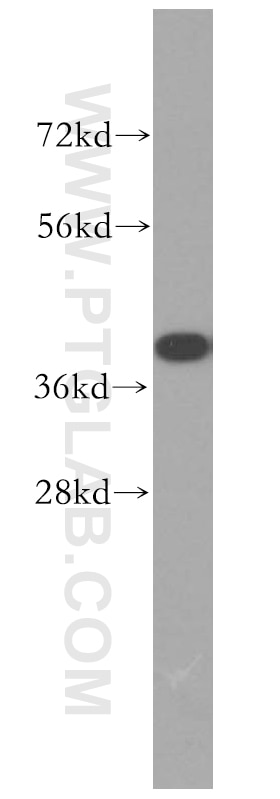 Western Blot (WB) analysis of PC-3 cells using IkB Alpha Polyclonal antibody (51066-1-AP)