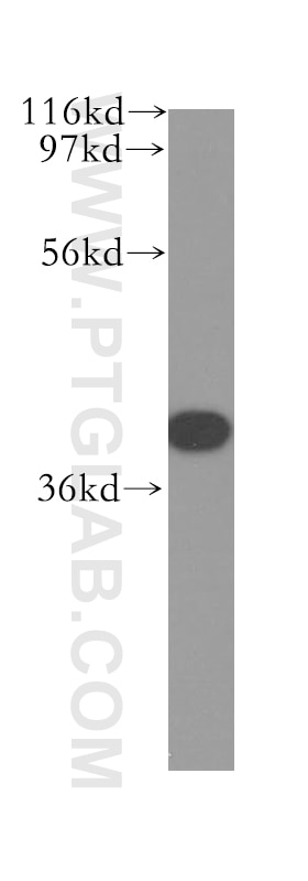 Western Blot (WB) analysis of Jurkat cells using IkB Alpha Polyclonal antibody (51066-1-AP)