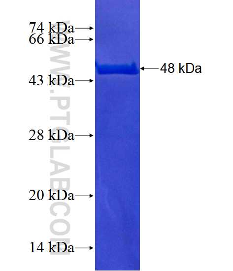 NFKBIA fusion protein Ag12979 SDS-PAGE