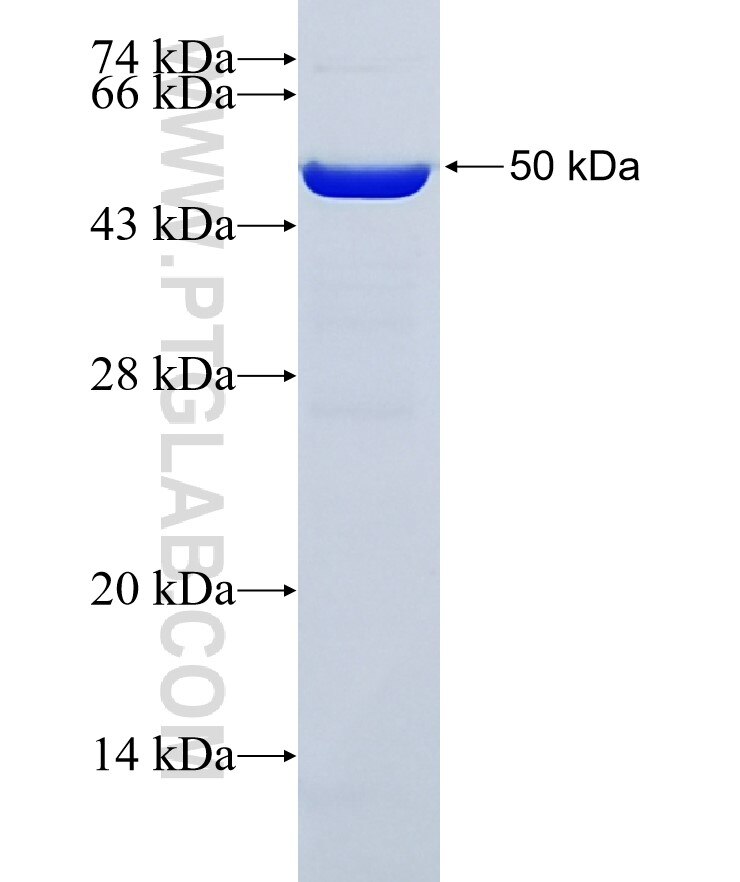 NFKBIA fusion protein Ag12979 SDS-PAGE