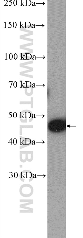 Western Blot (WB) analysis of MCF-7 cells using IkB Beta Polyclonal antibody (12660-1-AP)