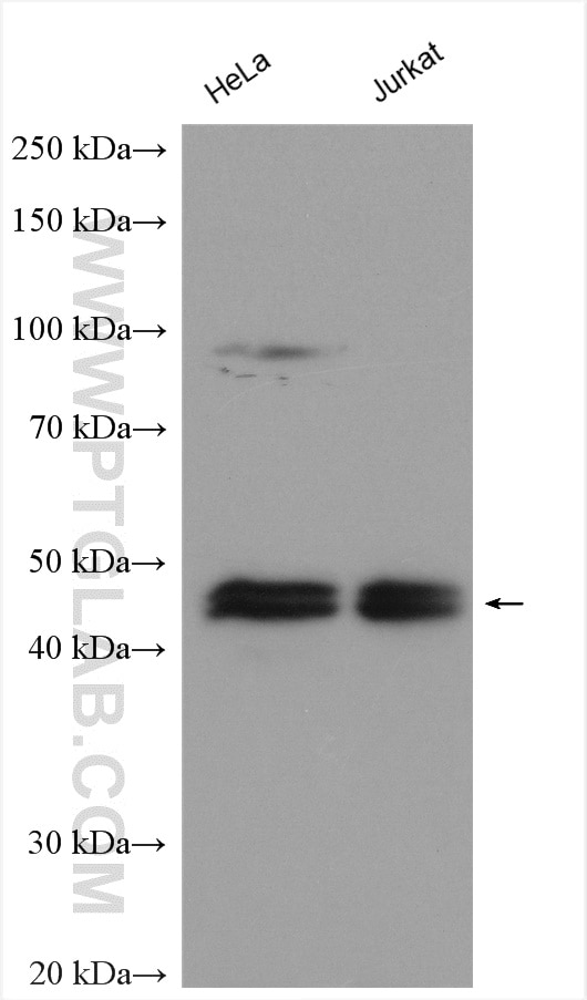 Western Blot (WB) analysis of various lysates using IkB Beta Polyclonal antibody (12660-1-AP)