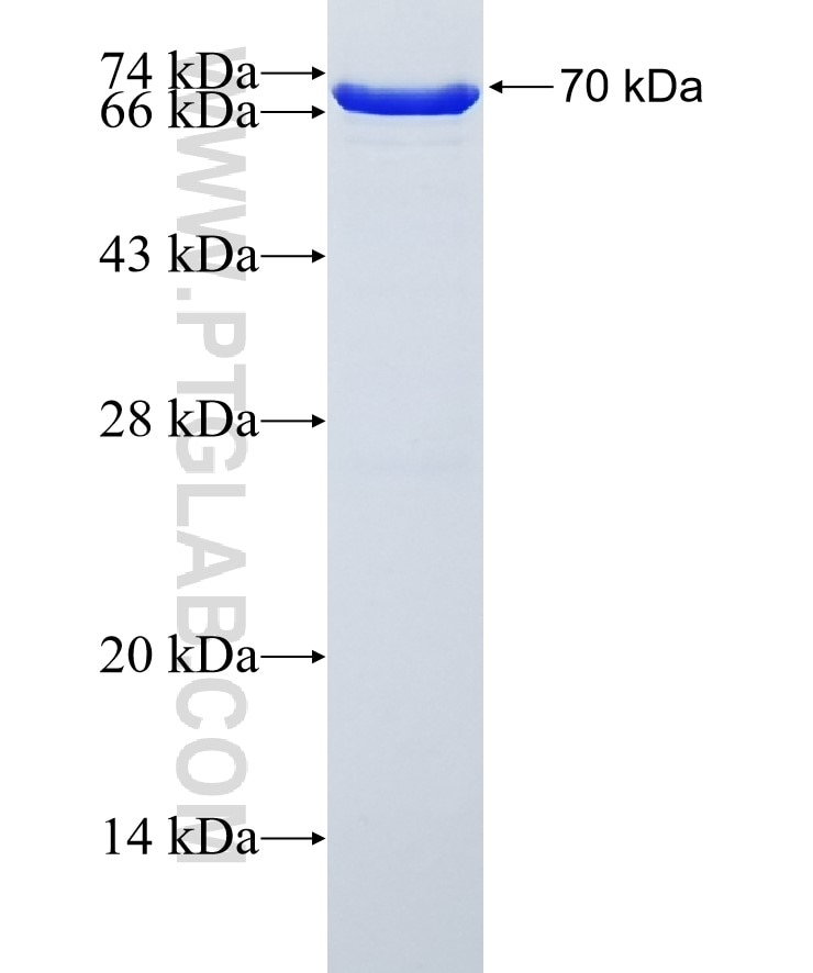 NFKBIB fusion protein Ag3340 SDS-PAGE