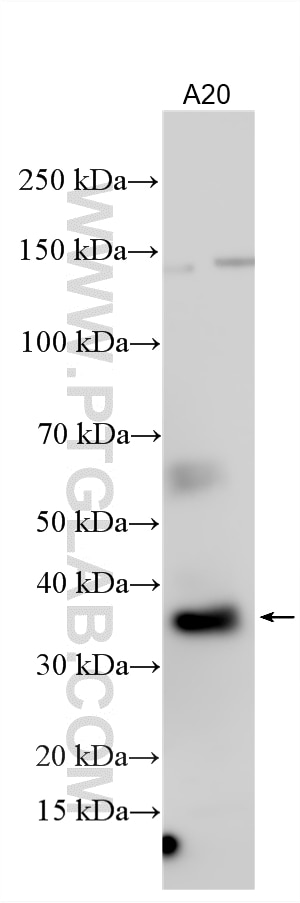 Various lysates were subjected to SDS PAGE followed by western blot with 15672-1-AP (NFKBID antibody) at dilution of 1:1000 incubated at room temperature for 1.5 hours. Western Blot (WB) analysis of various lysates using NFKBID Polyclonal antibody (15672-1-AP)