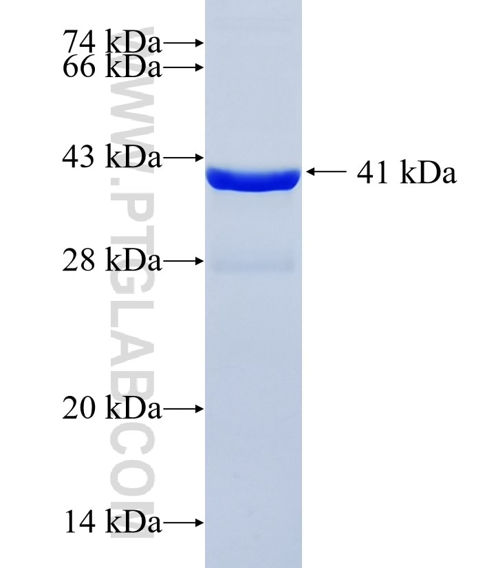 NFKBID fusion protein Ag8139 SDS-PAGE
