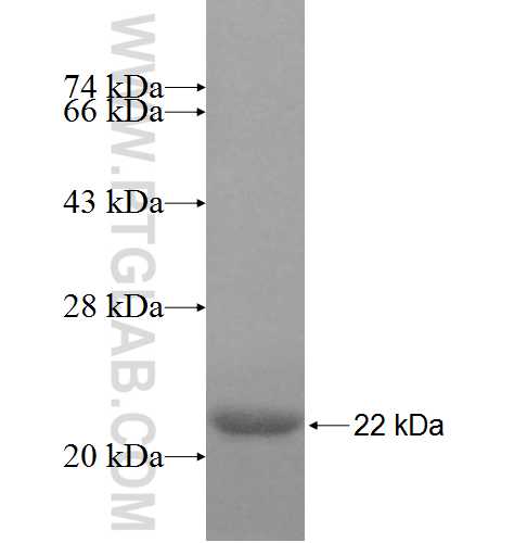 NFKBID fusion protein Ag8233 SDS-PAGE