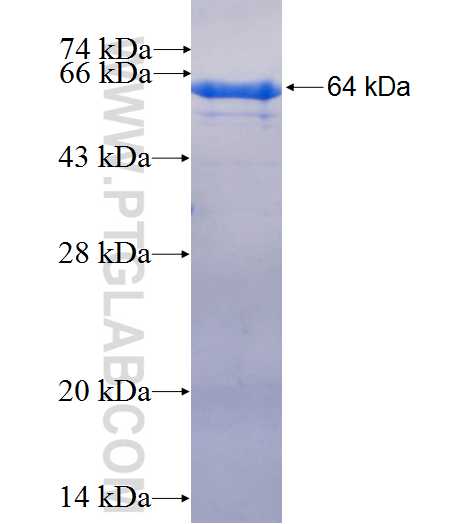 NFKBIE fusion protein Ag1800 SDS-PAGE