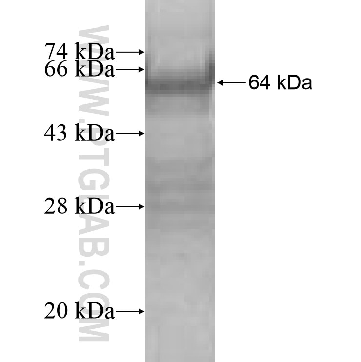 NFKBIL2 fusion protein Ag8174 SDS-PAGE