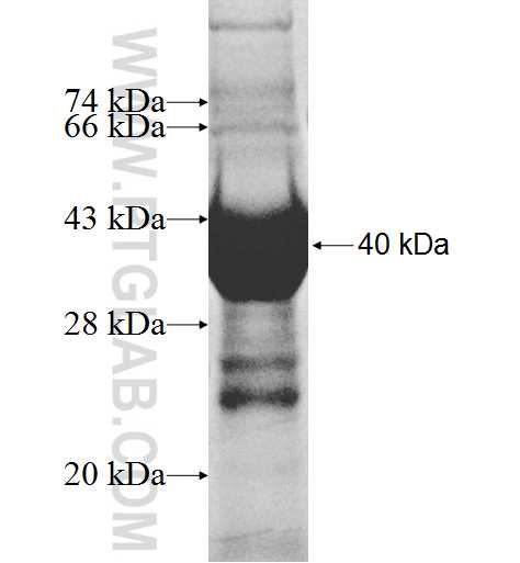 NFKBIL2 fusion protein Ag8195 SDS-PAGE