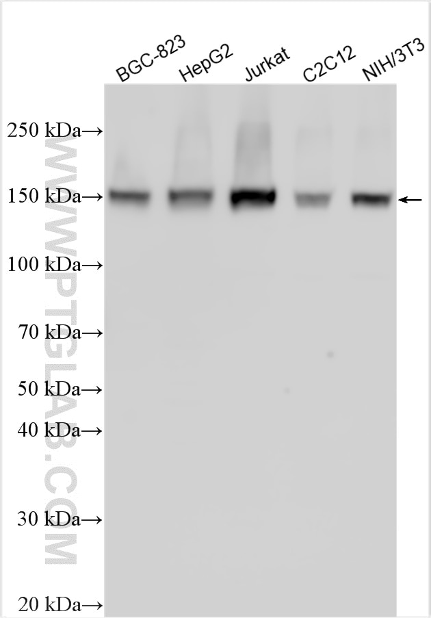 Western Blot (WB) analysis of various lysates using NFRKB Polyclonal antibody (14086-1-AP)