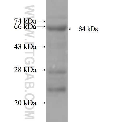 NFRKB fusion protein Ag5216 SDS-PAGE