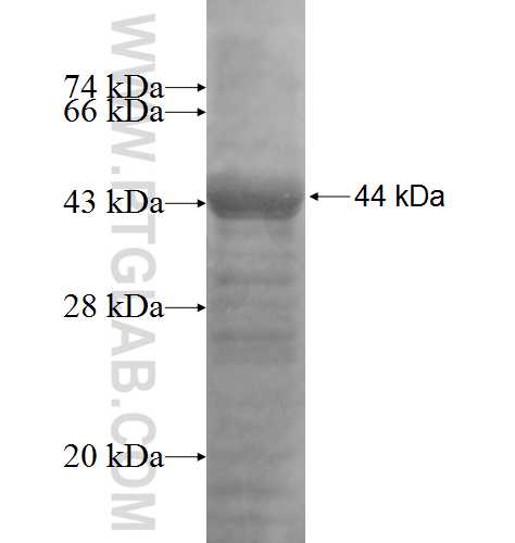 NFRKB fusion protein Ag5357 SDS-PAGE