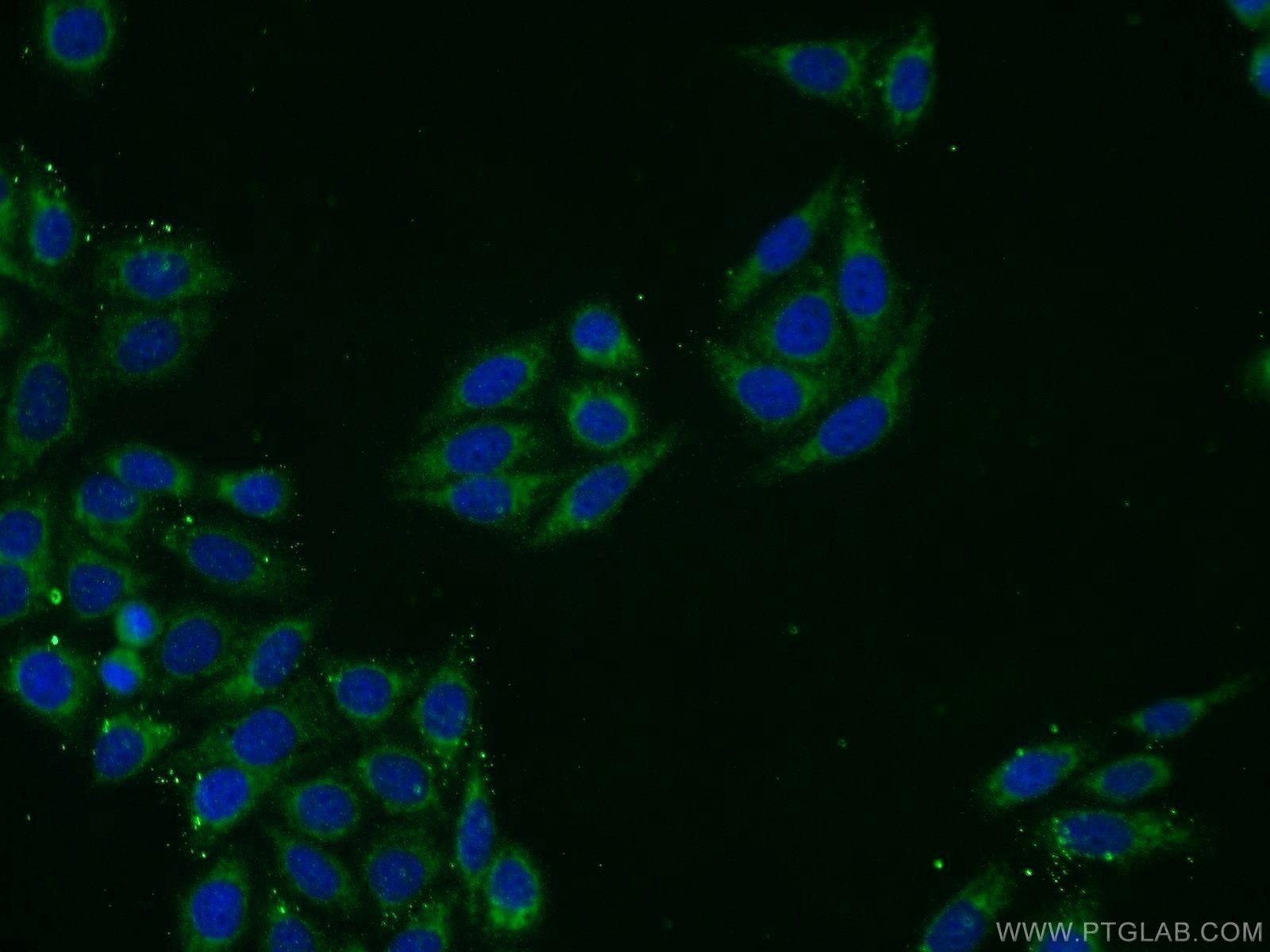 Immunofluorescence (IF) / fluorescent staining of HepG2 cells using NFS1 Polyclonal antibody (15370-1-AP)