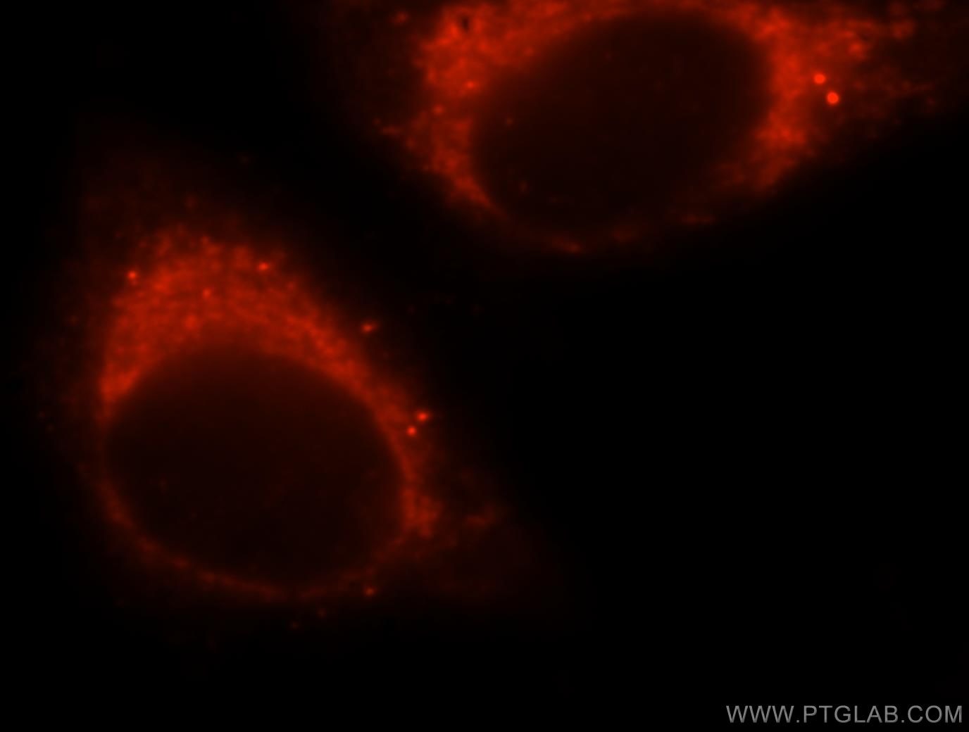 Immunofluorescence (IF) / fluorescent staining of HepG2 cells using NFS1 Polyclonal antibody (15370-1-AP)