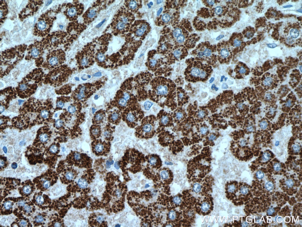 Immunohistochemistry (IHC) staining of human liver tissue using NFS1 Polyclonal antibody (15370-1-AP)